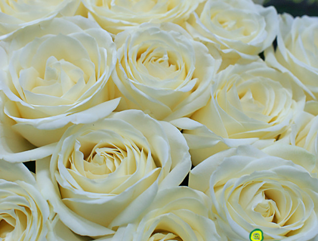 25 Trandafiri albi olandezi 60-70 cm foto
